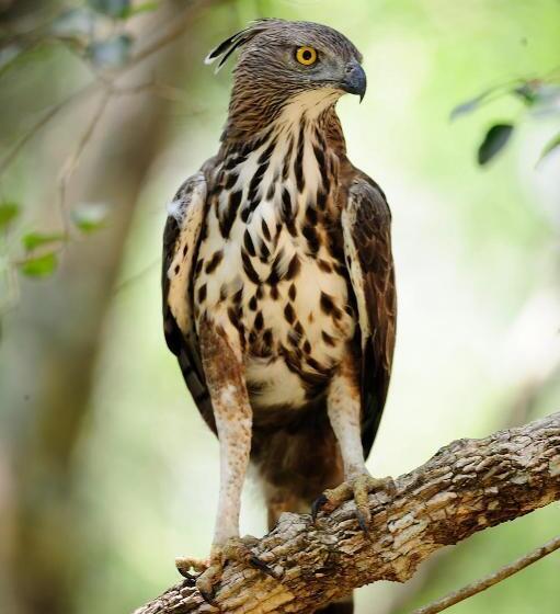 ホテル The Backwaters Lodge