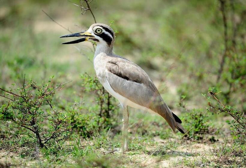 ホテル The Backwaters Lodge