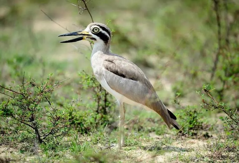 Hotelli The Backwaters Lodge