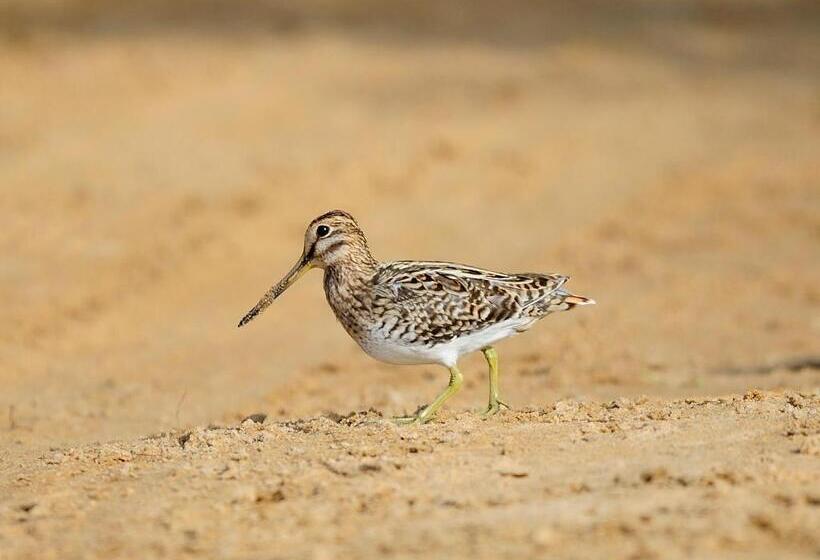 ホテル The Backwaters Lodge