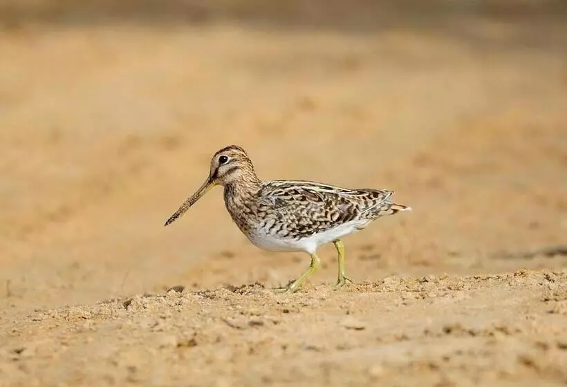 Hotelli The Backwaters Lodge