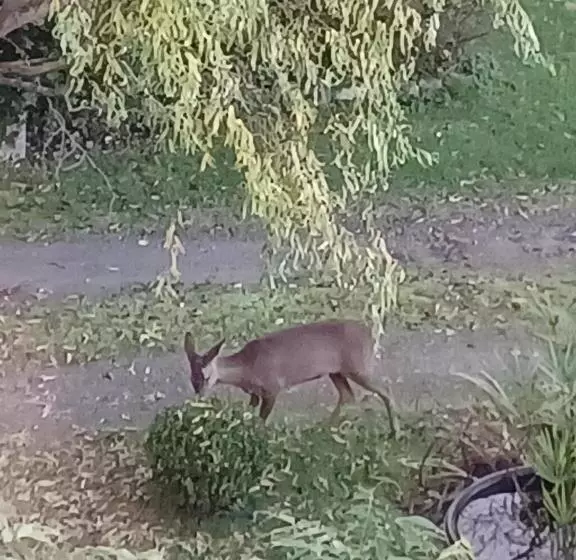 Aamiaismajoitus (B&B) La Chaussee D Olivet En Mayenne