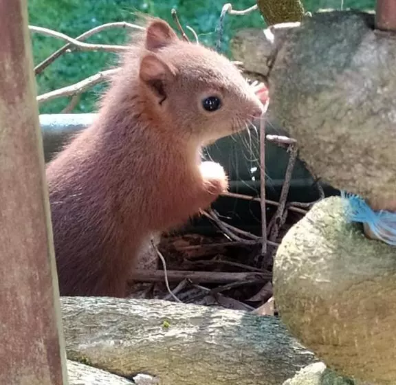 Aamiaismajoitus (B&B) La Chaussee D Olivet En Mayenne