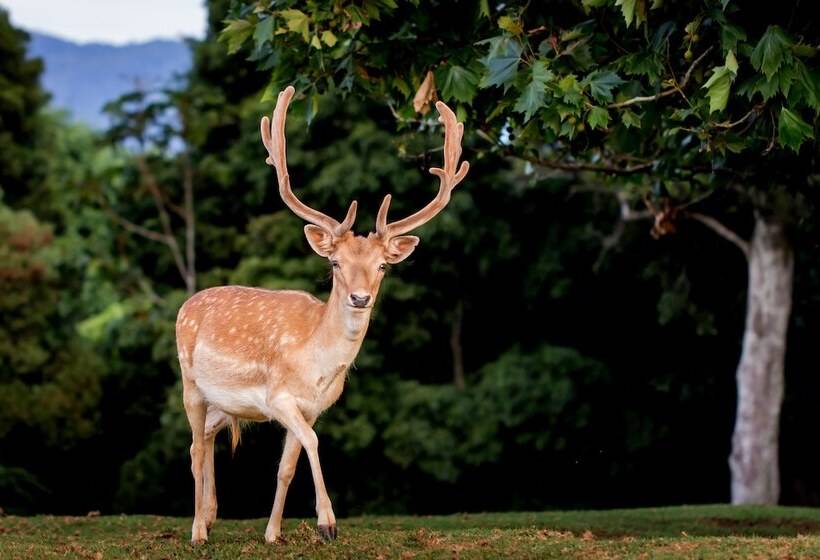 فندق على الطريق Lookout Mountain Retreat