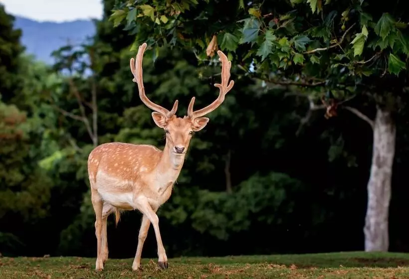 モーテル Lookout Mountain Retreat