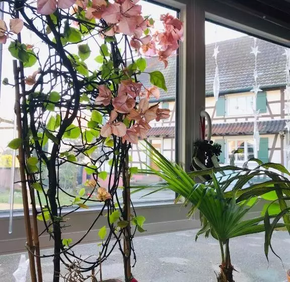 ペンション Appartement T3 Aux Deux Cigognes Gries