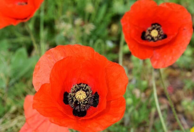 ベッドアンドブレックファースト Chambre D Hotes Lou Caussinhol