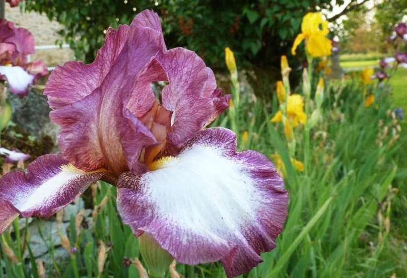 ベッドアンドブレックファースト Chambre D Hotes Lou Caussinhol