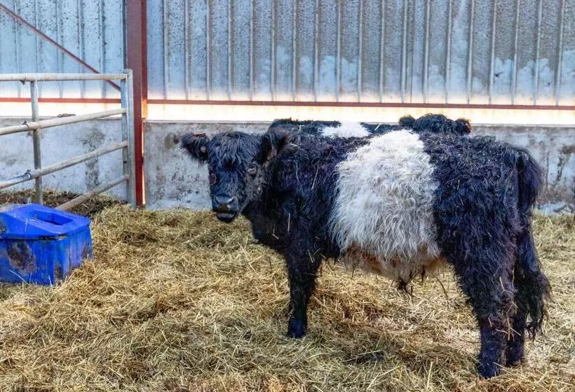 Aamiaismajoitus (B&B) Flopre