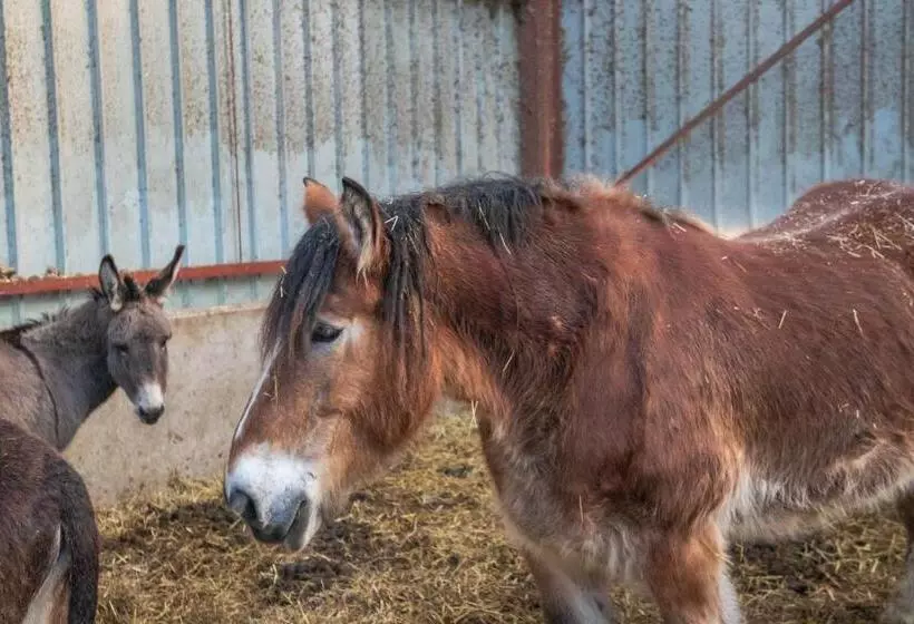 Aamiaismajoitus (B&B) Flopre