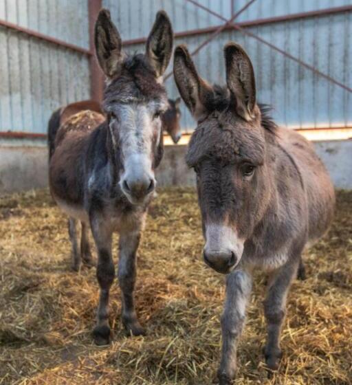 ベッドアンドブレックファースト Flopre