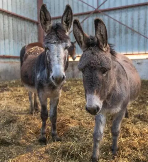 Aamiaismajoitus (B&B) Flopre