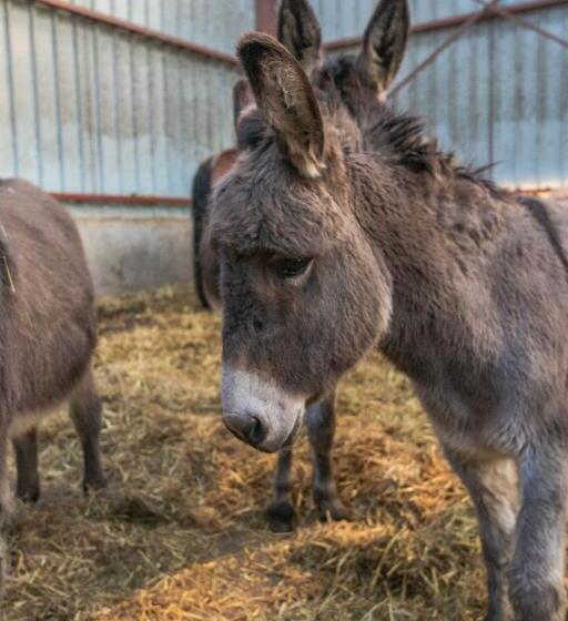 ベッドアンドブレックファースト Flopre