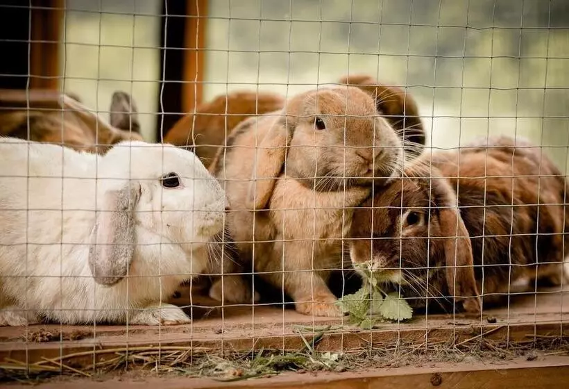 Nengshof   Haus Wildrose