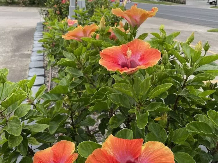 モーテル Texas Inn La Feria