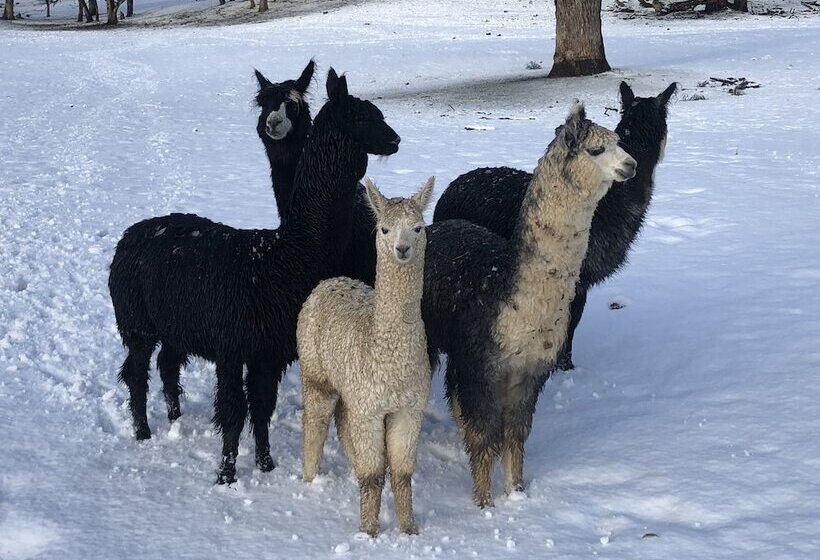 High Country Trail Rides & Farm Stay
