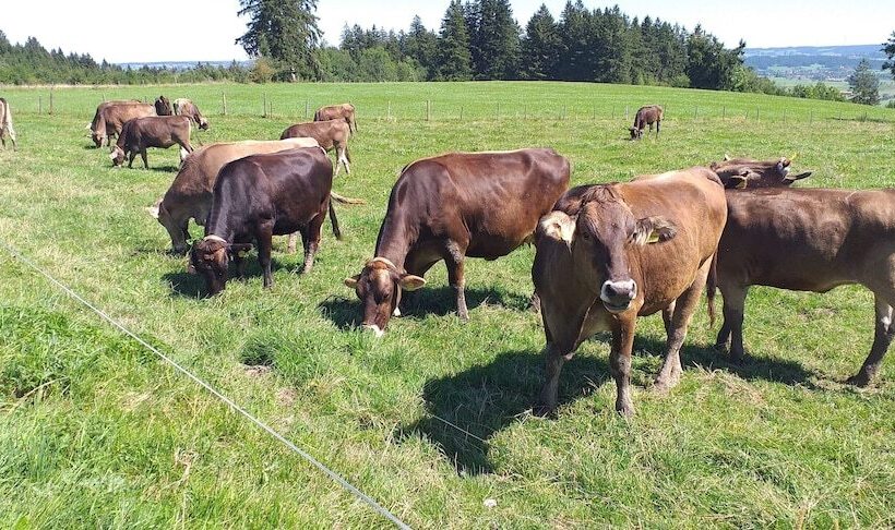 Отель Grand Apartment Allgäu