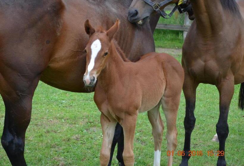 Les Granges Du Chiron