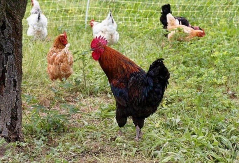 مبيت وإفطار L ôben