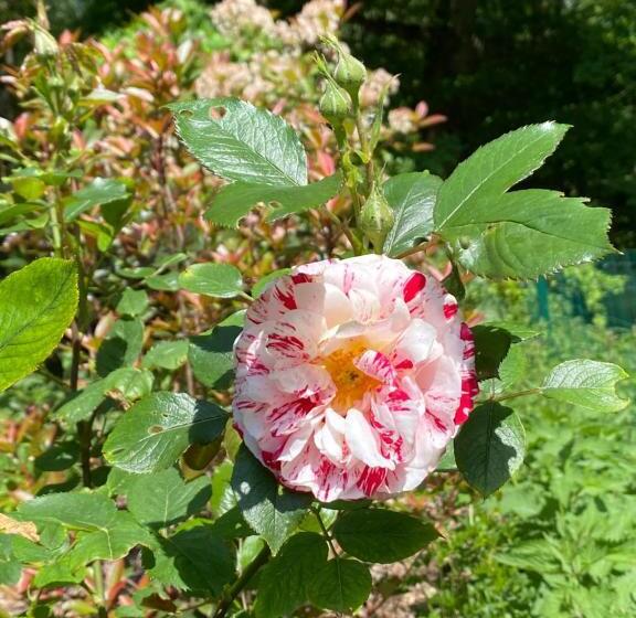 Bed and Breakfast Le Moulin Bleu