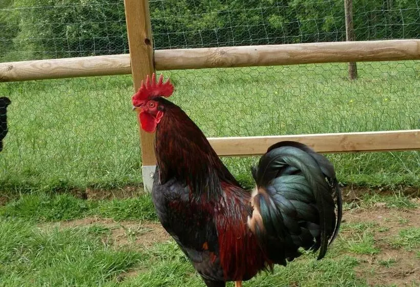 Hostelli Auberge Saint Aubin