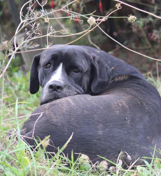 Bed and Breakfast Une Roulotte Et Des Chevaux