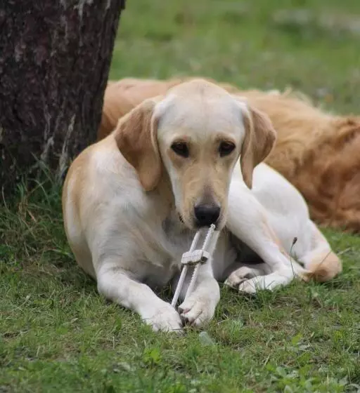 ベッドアンドブレックファースト Une Roulotte Et Des Chevaux