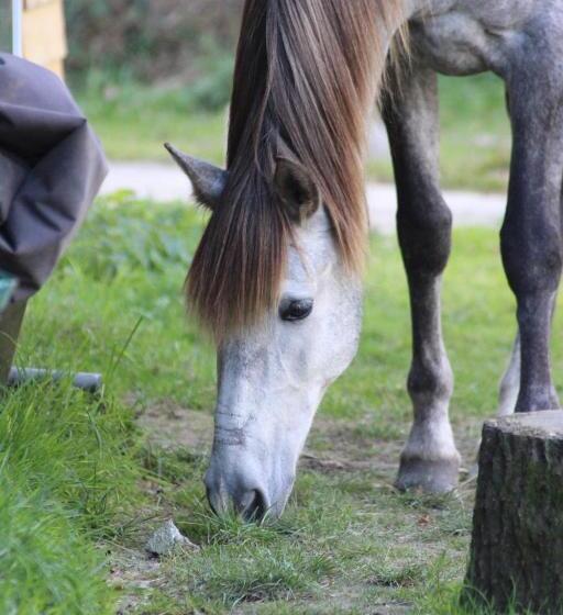 Bed and Breakfast Une Roulotte Et Des Chevaux