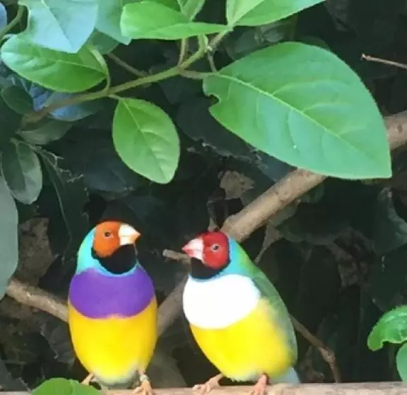 Aamiaismajoitus (B&B) O Palmier Caché