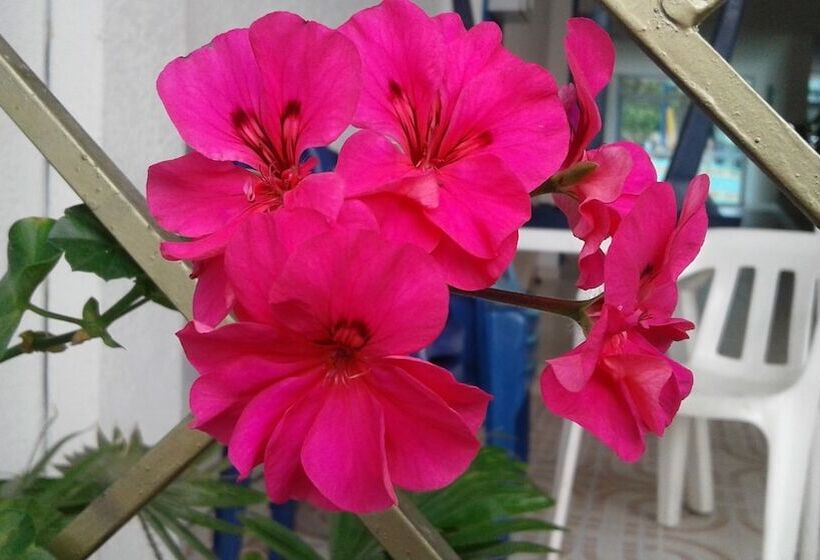 فندق Orquidea Resort