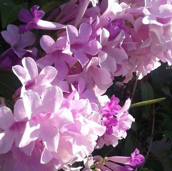 تختخواب و صبحانه The Tomlinson S House