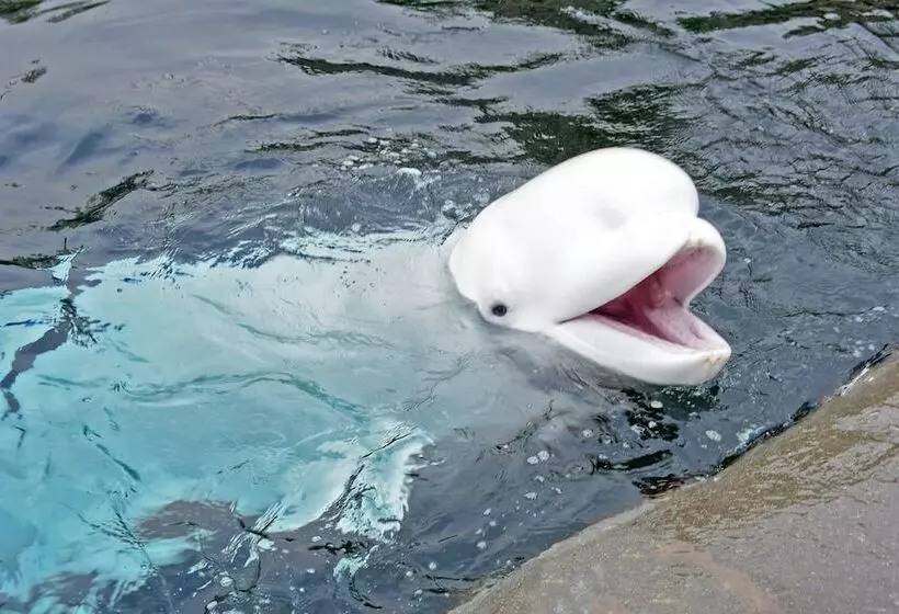 Отель Holiday Inn Express Mystic, An Ihg