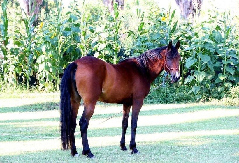 ホテル Residence Sciabache