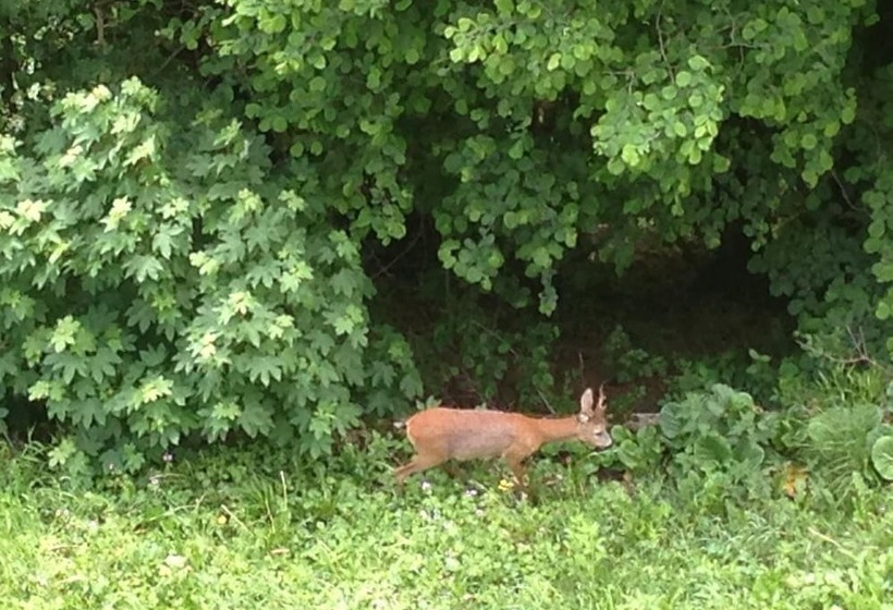 בית מלון כפרי Albergo Panoramico