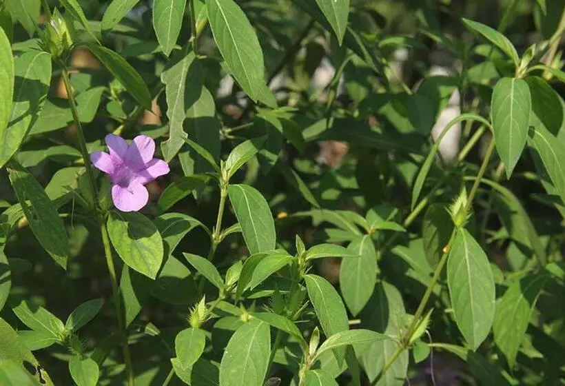 Majatalo The Annex, Isai Ambalam Guest House