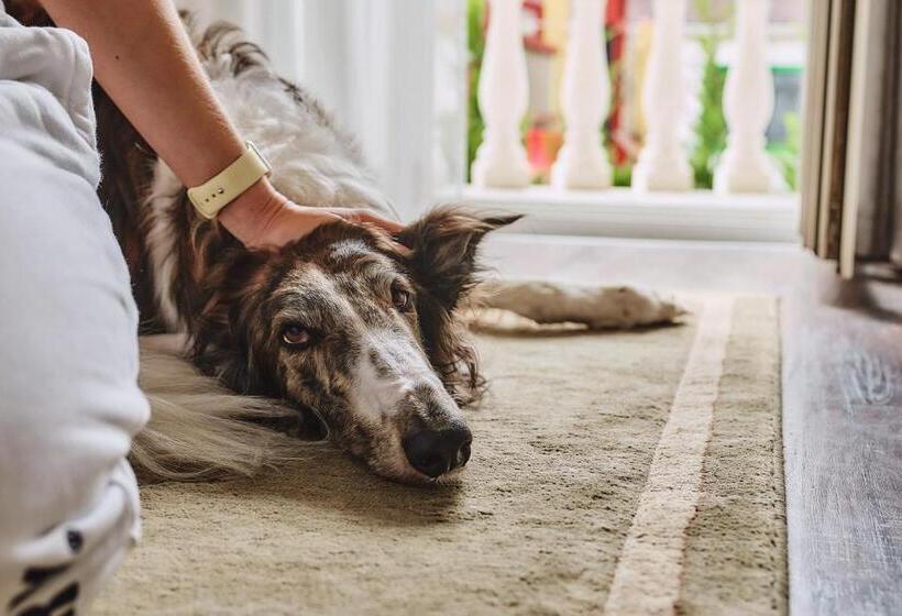 فندق Tokajer Wellness Panzió