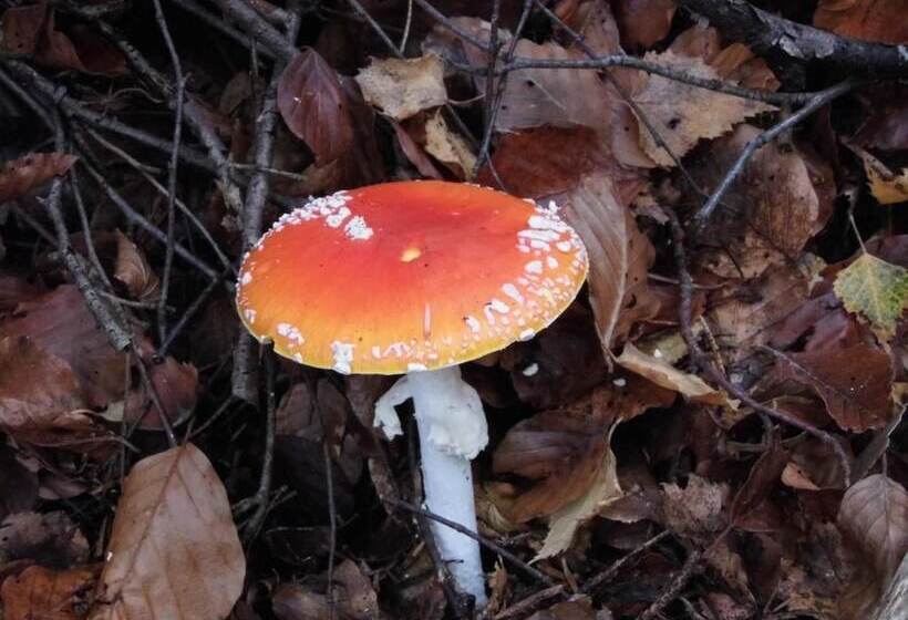 مبيت وإفطار L'atelier S