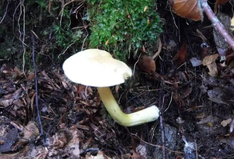 ベッドアンドブレックファースト L'atelier S