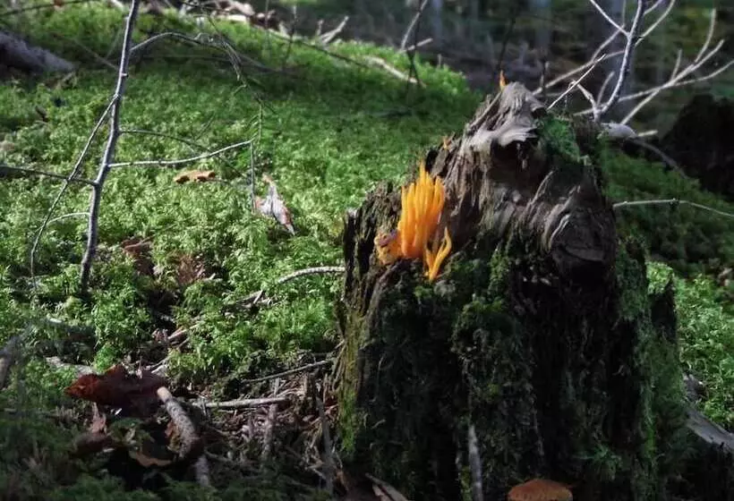 ベッドアンドブレックファースト L'atelier S