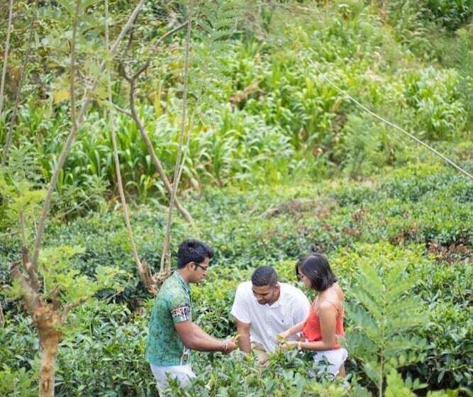 Отель Mount Havana