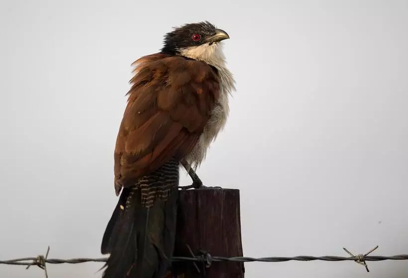 Hotelli Royal Thonga Safari Lodge