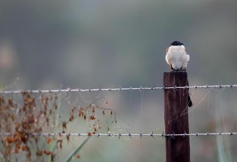 Отель Royal Thonga Safari Lodge