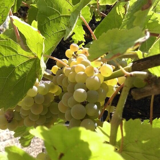 צימר Chez Lavergne Table D Hôtes