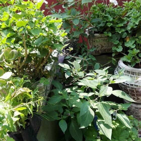 Condechi Bed And Breakfast