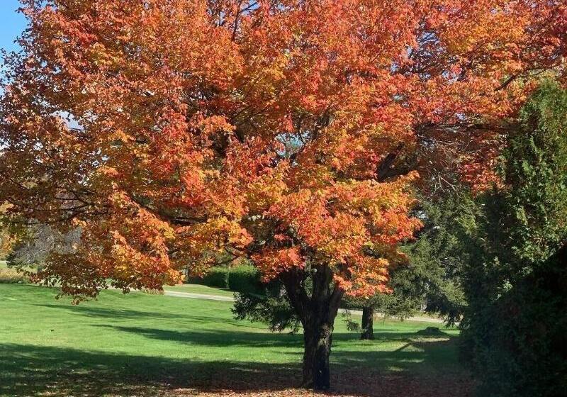 Stowe Motel & Snowdrift