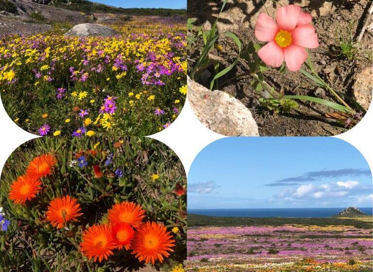 צימר The Little Palm