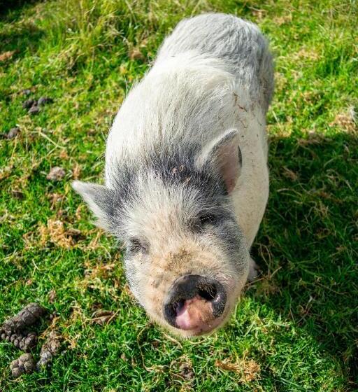 酒店 Hacienda Buenos Aires En Iza