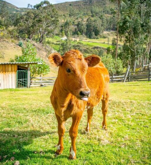 酒店 Hacienda Buenos Aires En Iza