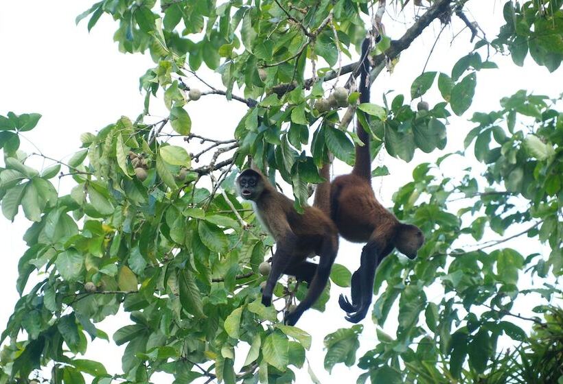 ベッドアンドブレックファースト Iguanitas Lodge