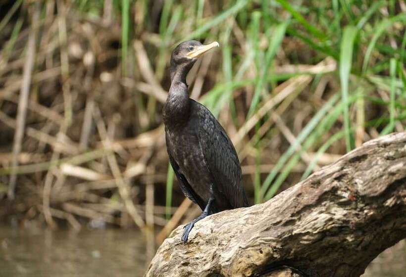 ベッドアンドブレックファースト Iguanitas Lodge